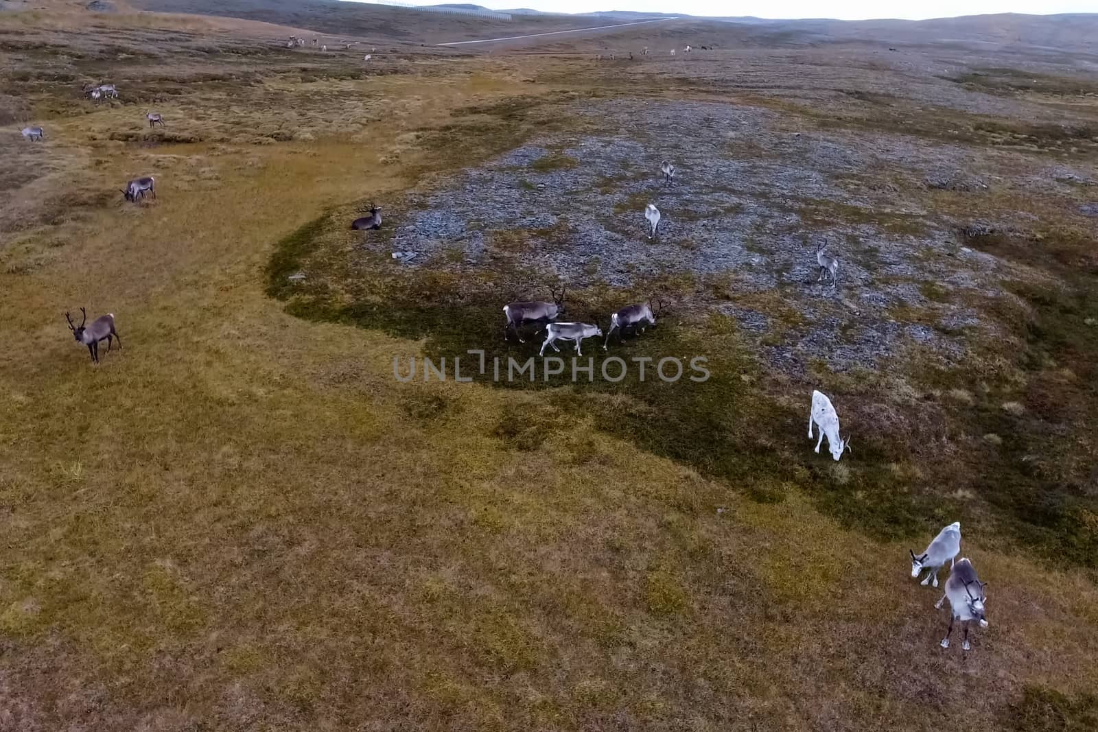 Reindeer run through hills of the tundra. Natural reindeer herds. by DePo