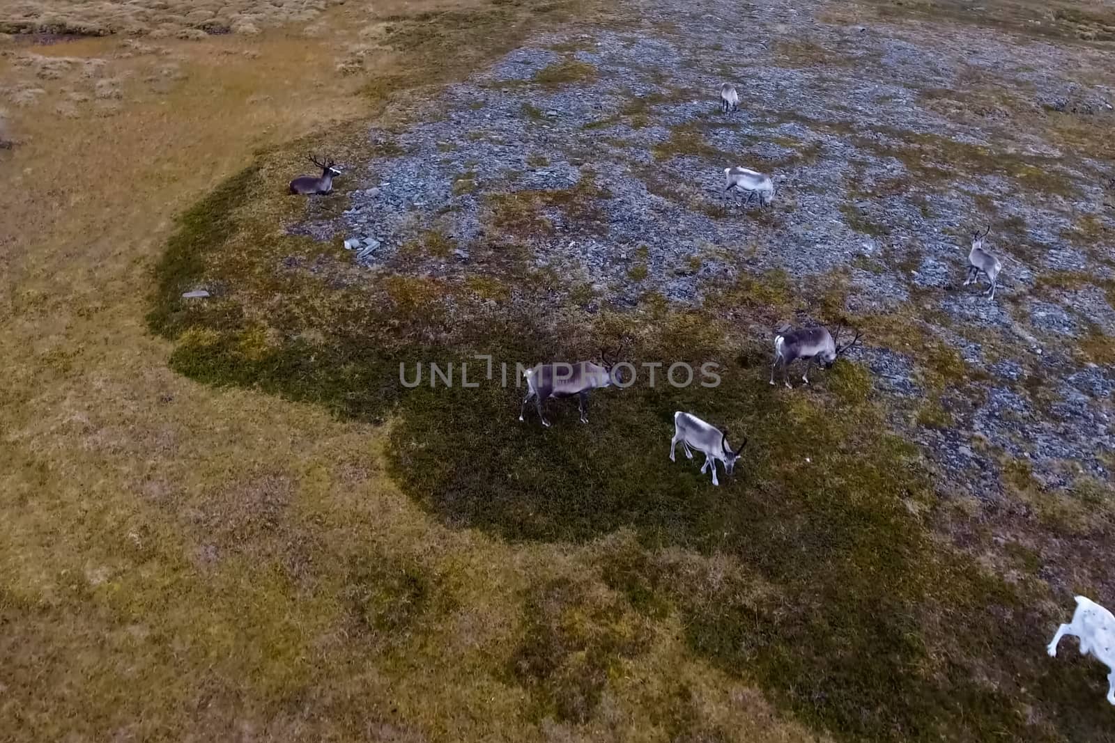 Reindeer run through the hills of the tundra. Natural reindeer herds.