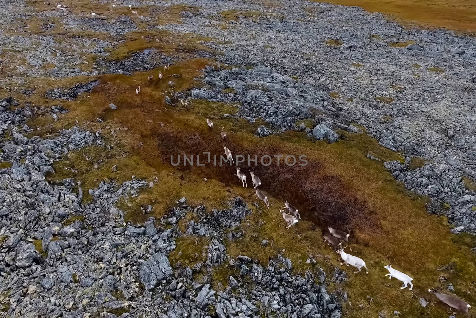 Reindeer run through the hills of the tundra. Natural reindeer herds.