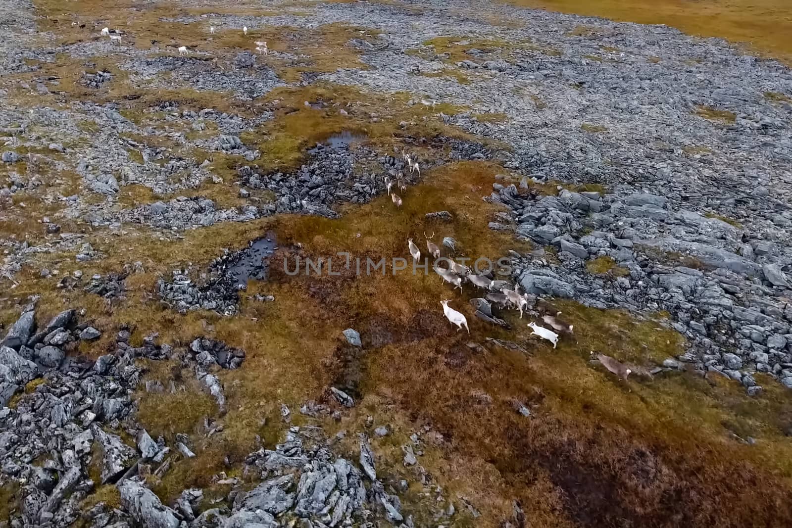 Reindeer run through the hills of the tundra. Natural reindeer herds.