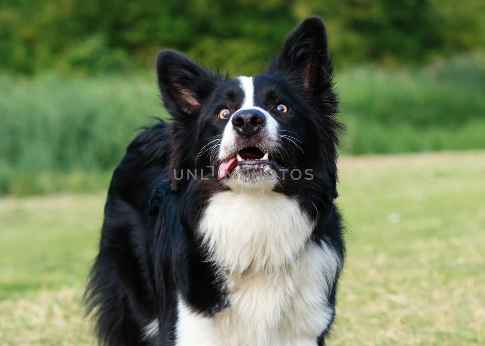 Black and white collie playing and jumping on the grass