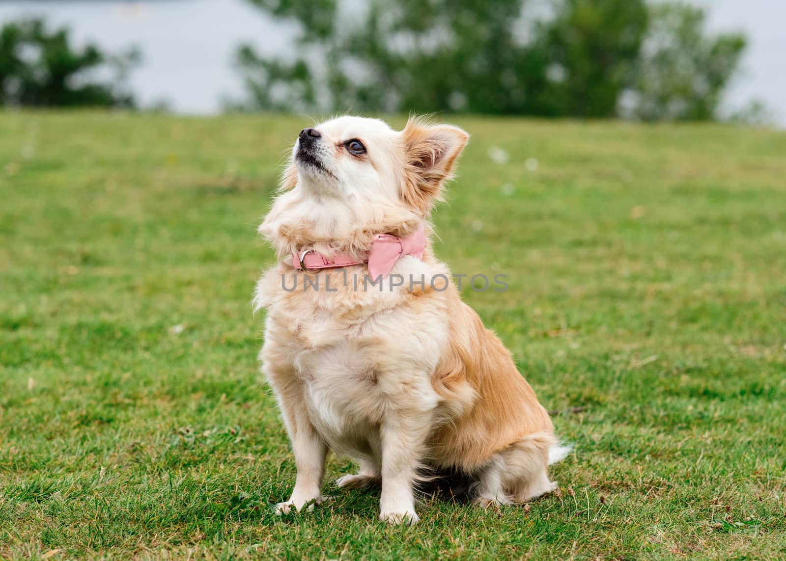 Brown chihuahua sitting on the grass