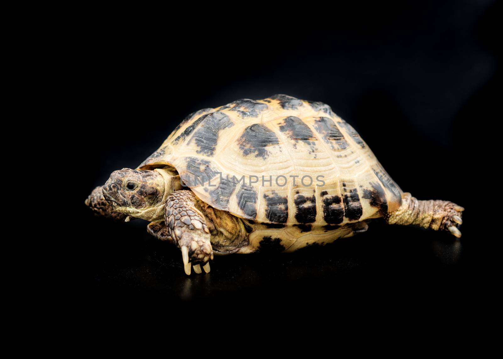 A tortoise on the black background