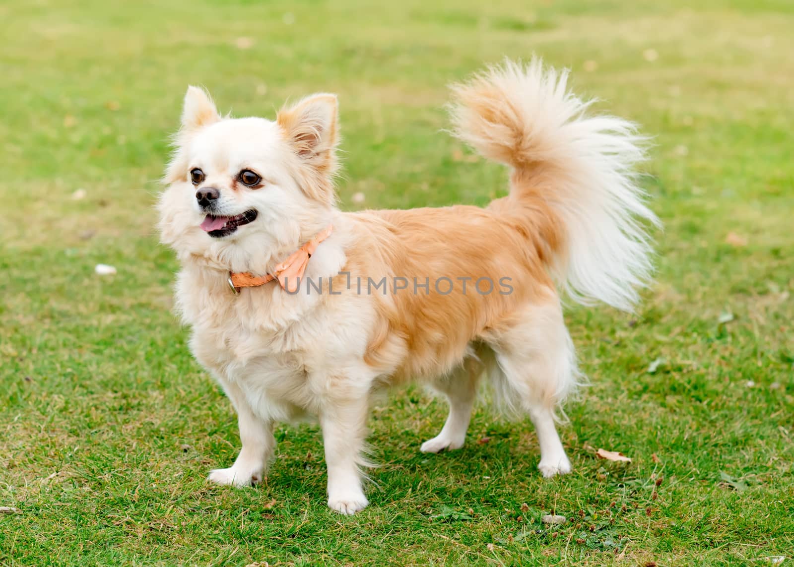 Brown chihuahua sitting on the grass