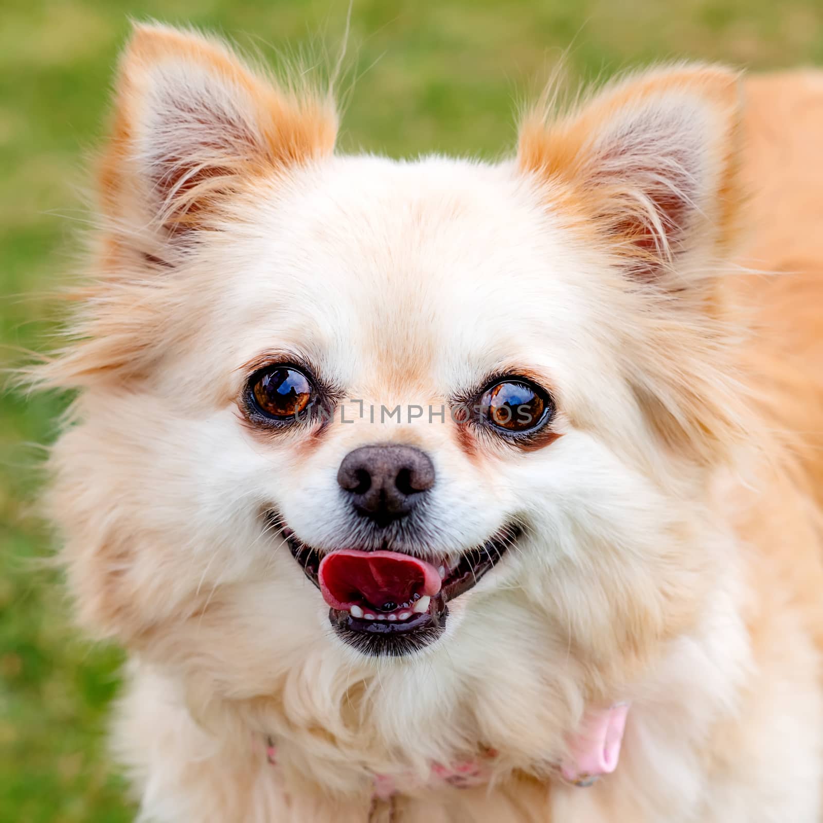 Close up of Brown chihuahua sitting on the grass