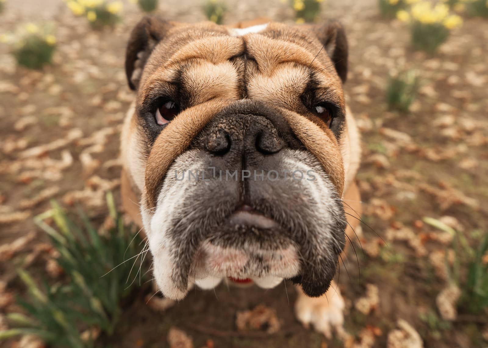 wide angle close up of Red English Bulldog in red harness with tongue out for a walk sitting on ground