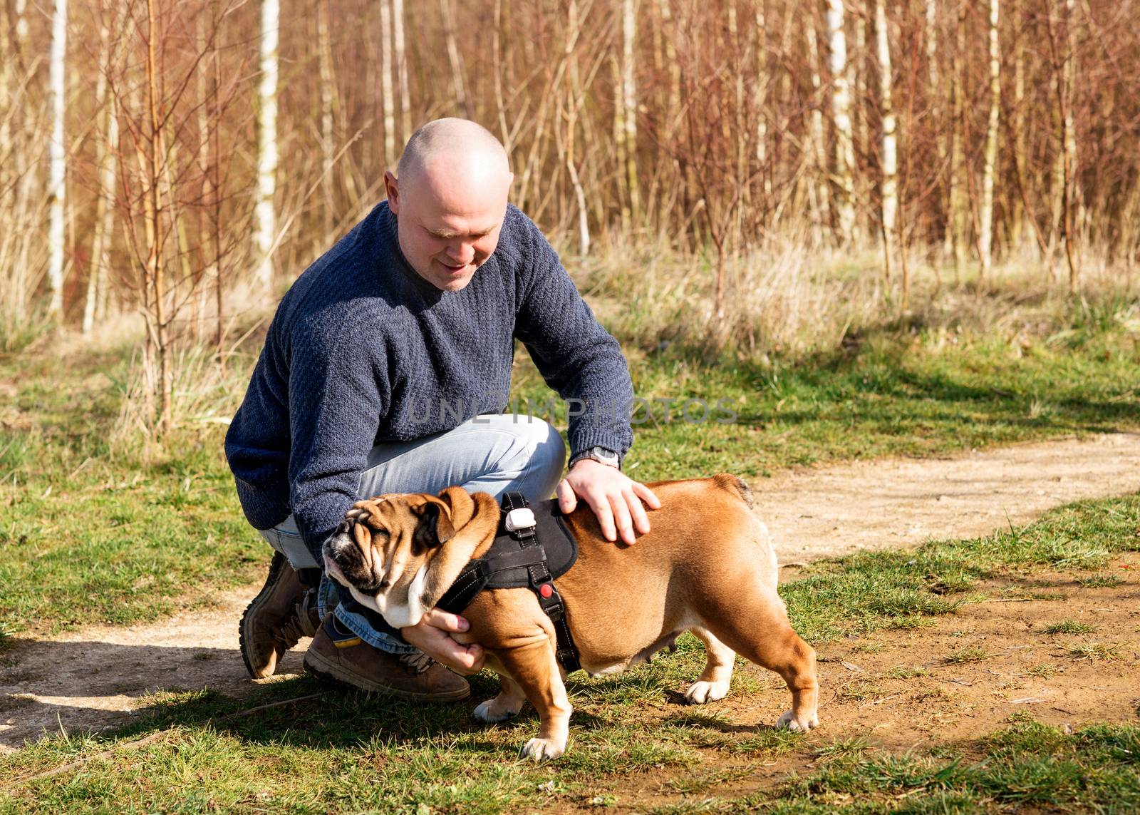 Man and English bulldog / dog go for a walk in the park in Autumn