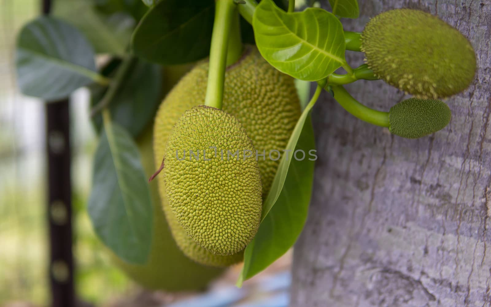 Ripe Jack fruit or Kanun hanging from a branch of a tree. Close up of jackfruit in the garden.