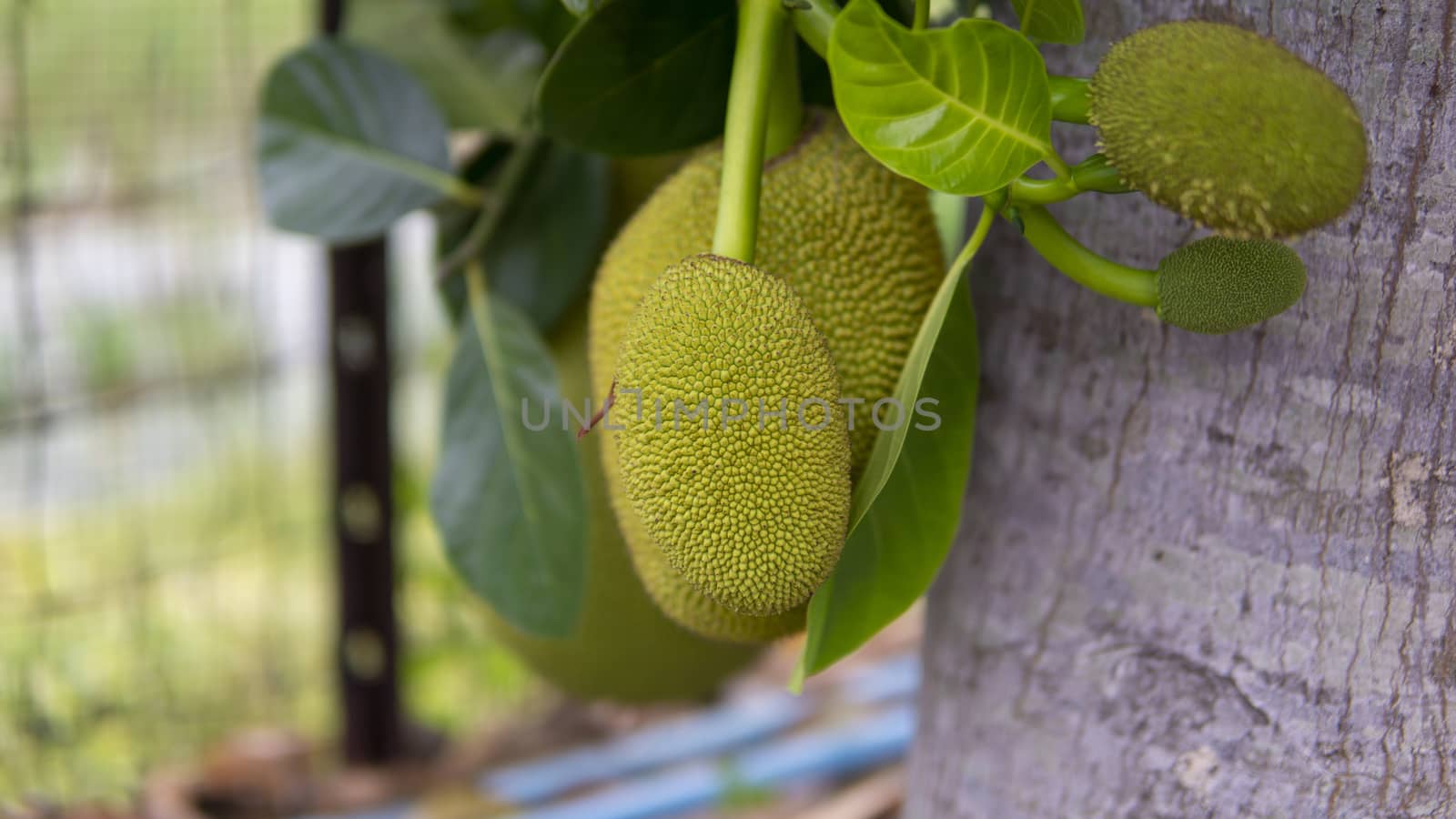 Ripe Jack fruit or Kanun hanging from a branch of a tree. Close up of jackfruit in the garden. by sonandonures