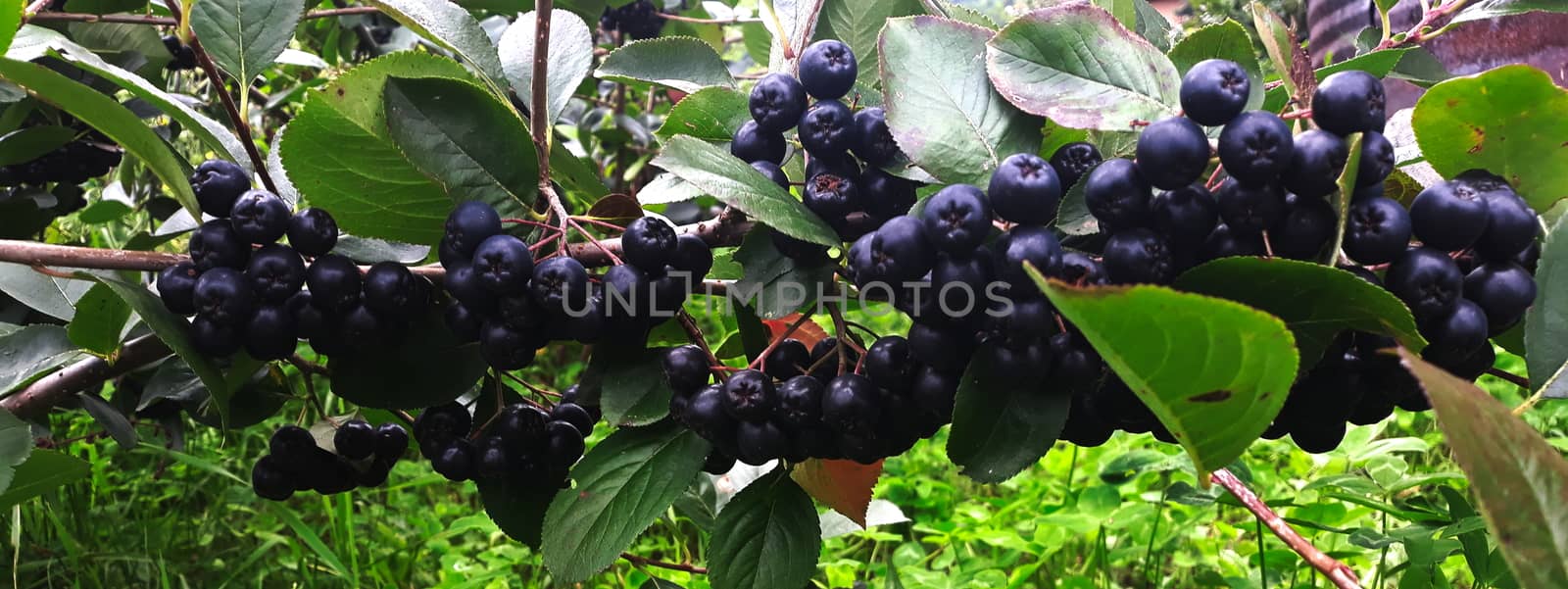 Aronia berry branch on bush. The chokeberries. Banner. Banner branch aronia berry. Aronia berries. Zavidovici, Bosnia and Herzegovina.