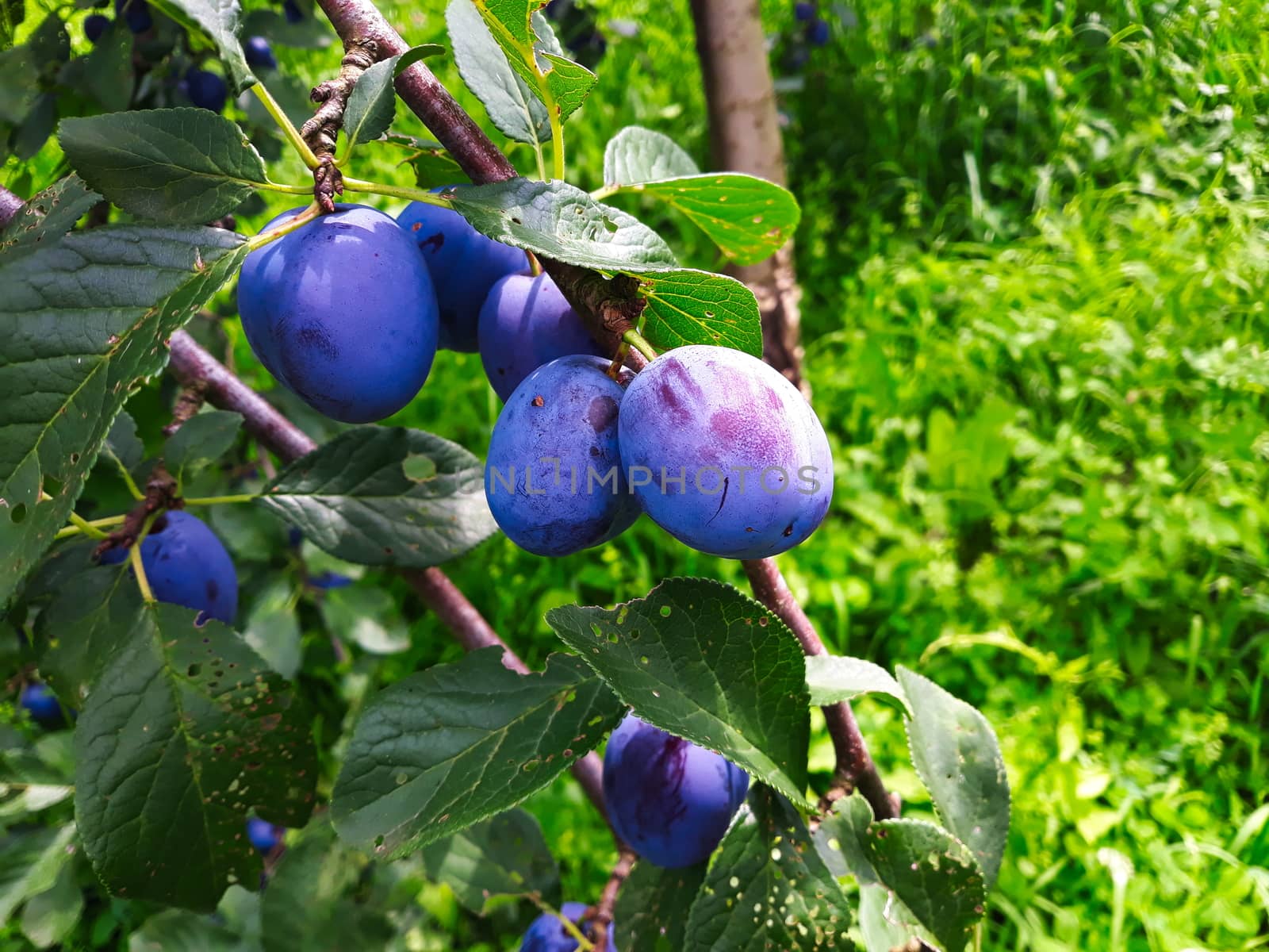 Ripe plums on a leaf branch, ready to harvest. Plums in the orchard. Zavidovici, Bosnia and Herzegovina.