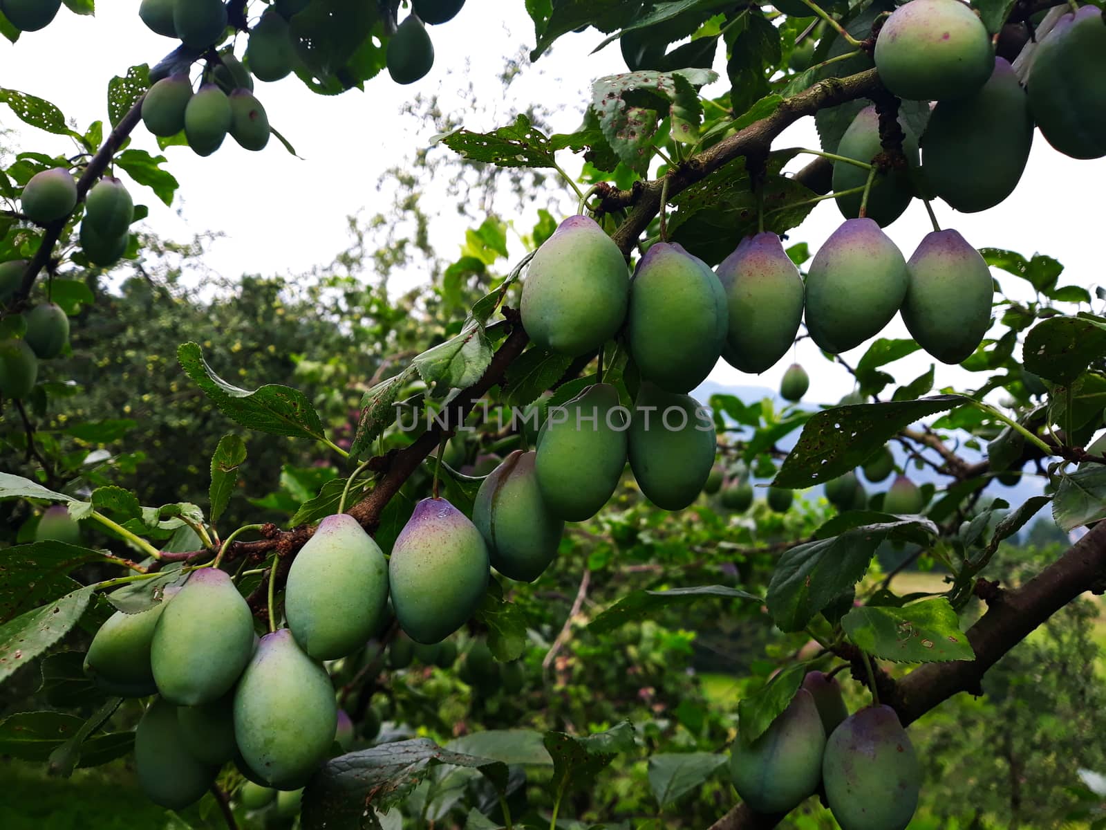 Green plums on the branch on which begins to appear blue. Zavidovici, Bosnia and Herzegovina.