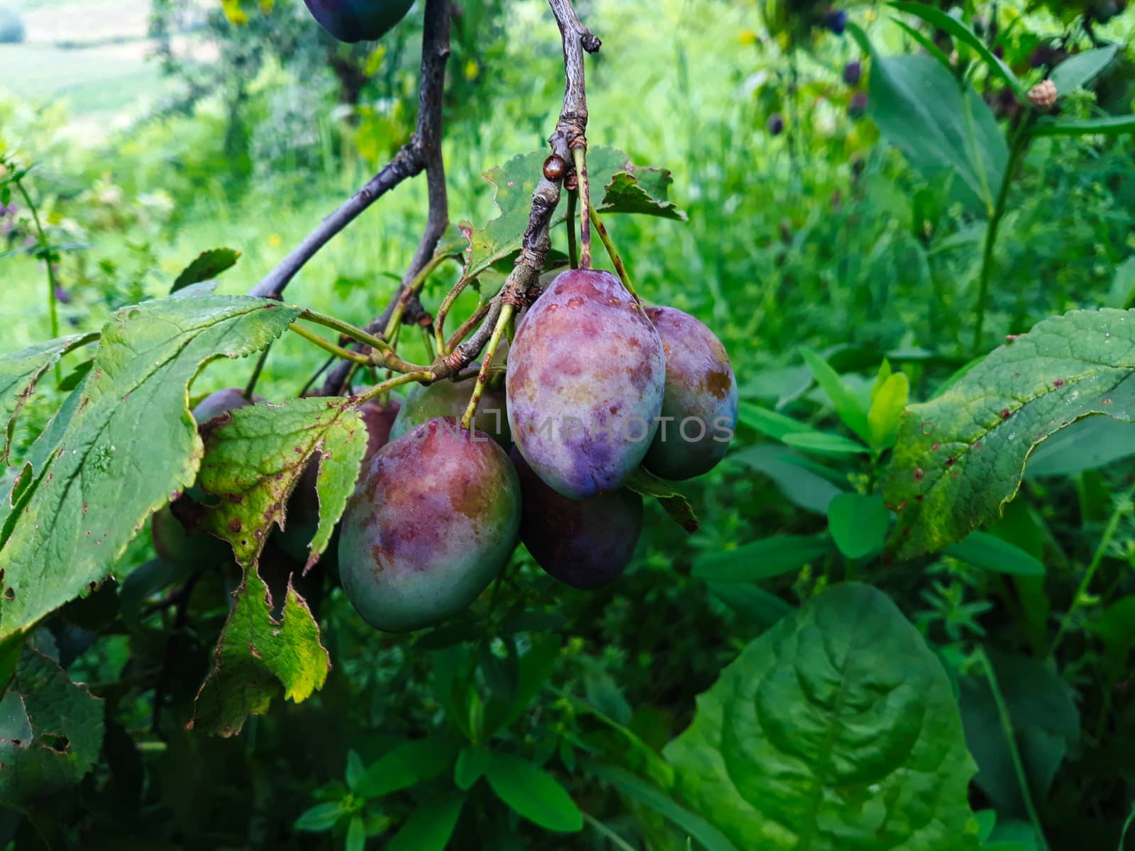 Unripe plums on the branch, the plums begin to blue. Orchard plum. Zavidovici, Bosnia and Herzegovina.