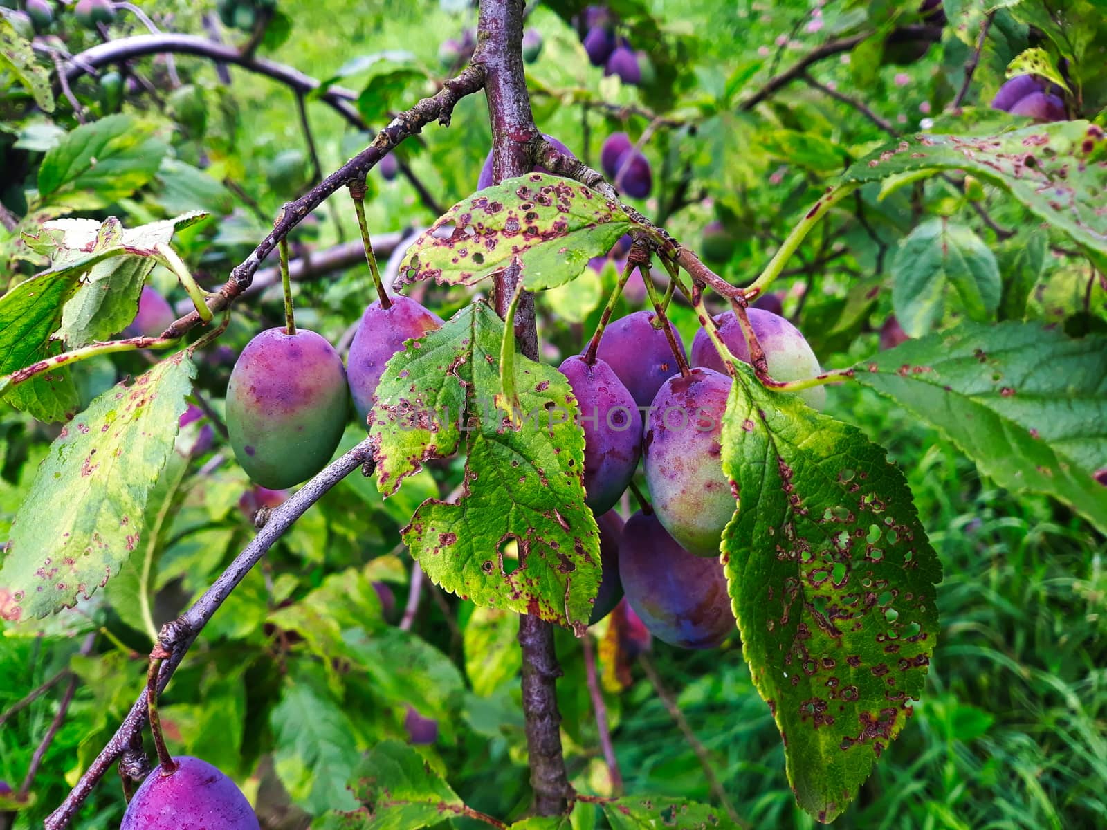 Unripe plums on the branch, the plums begin to blue. Orchard plum. Zavidovici, Bosnia and Herzegovina.