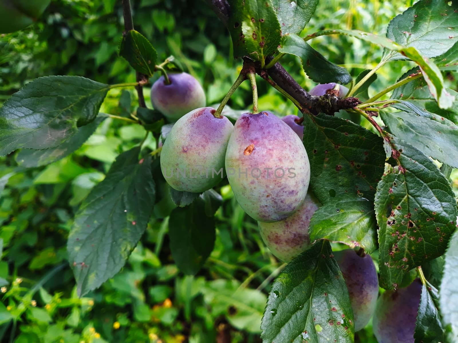 Unripe plums on the branch, the plums begin to blue. by mahirrov