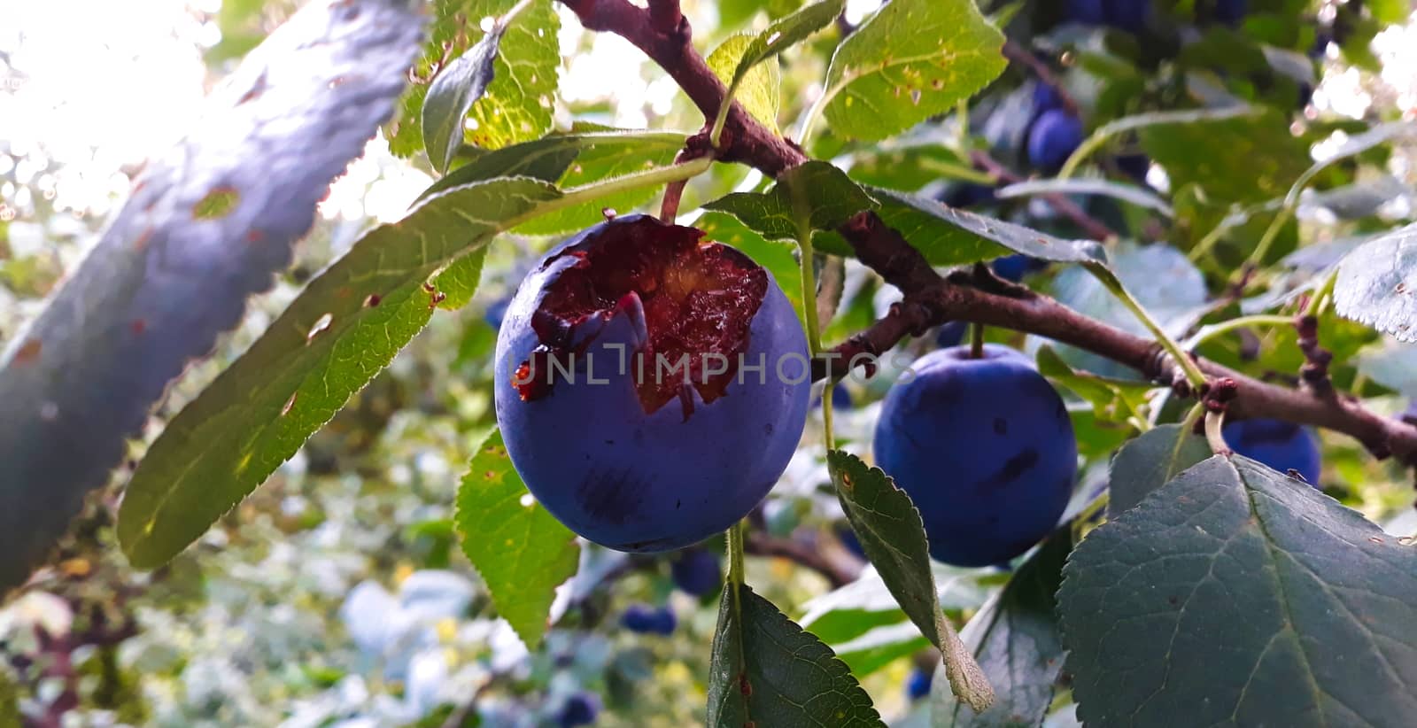 A ripe and scarred plum eaten by a bird. Plum on a tree branch. Zavidovici, Bosnia and Herzegovina.