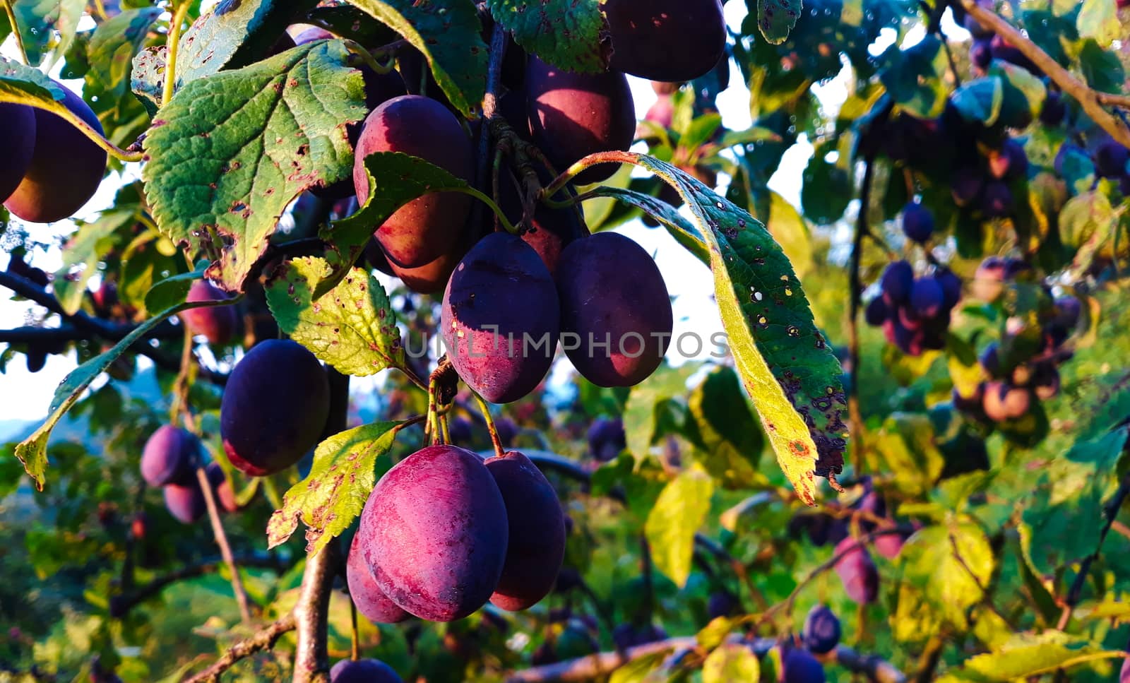 Ripe plums on a leaf branch, ready to harvest. Plums in the orchard. Zavidovici, Bosnia and Herzegovina.