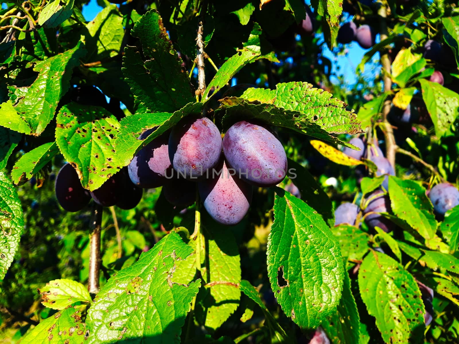 Ripe plums on a leaf branch, ready to harvest. Plums in the orchard. Zavidovici, Bosnia and Herzegovina.