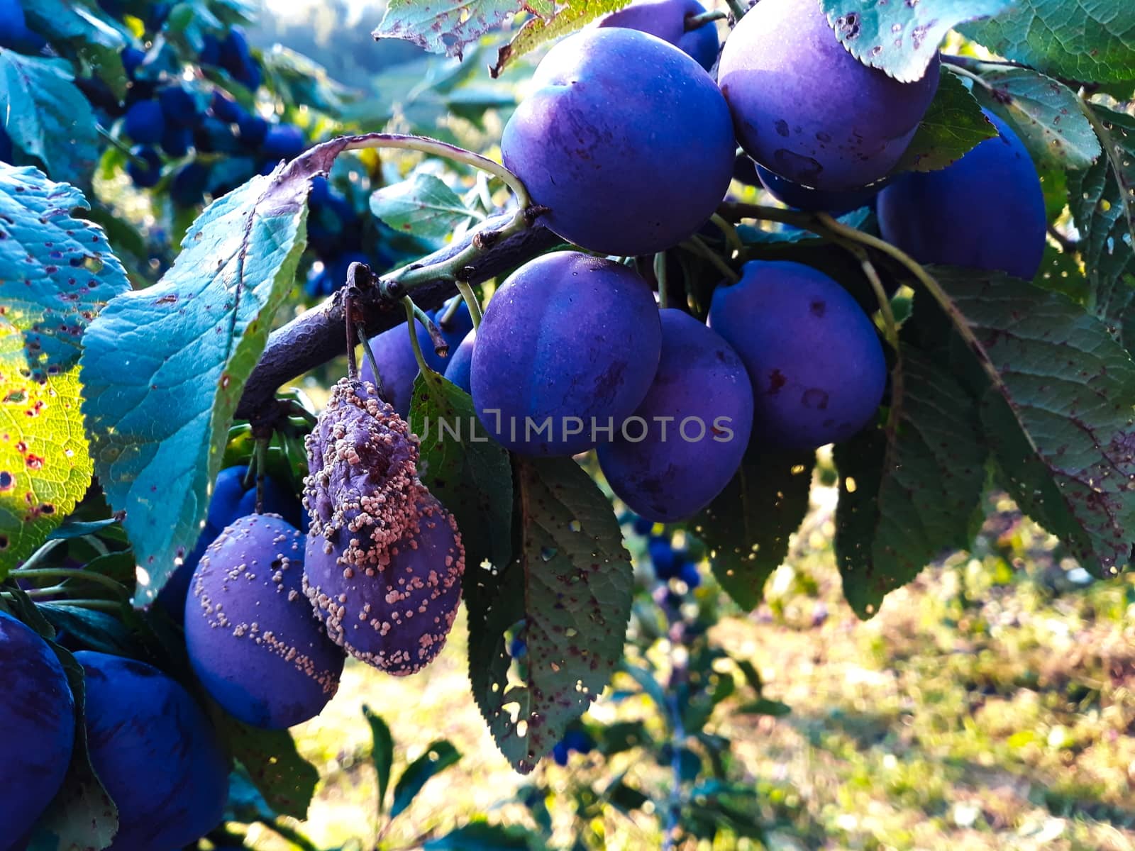 The group of the plums began to rot on the branch. Zavidovici, Bosnia and Herzegovina.