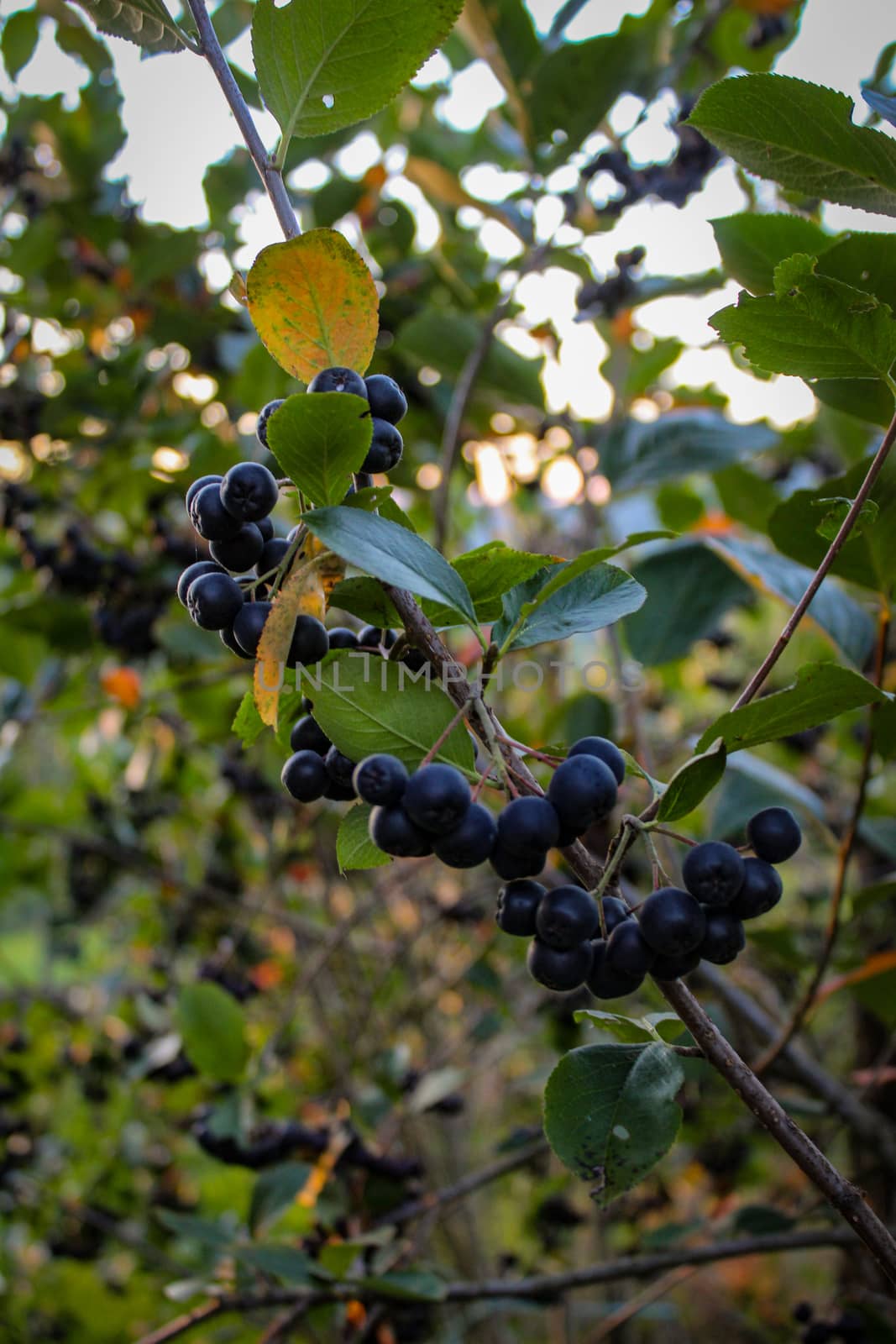 Chokeberry berries on a branch. Aronia berries. Zavidovici, Bosnia and Herzegovina.