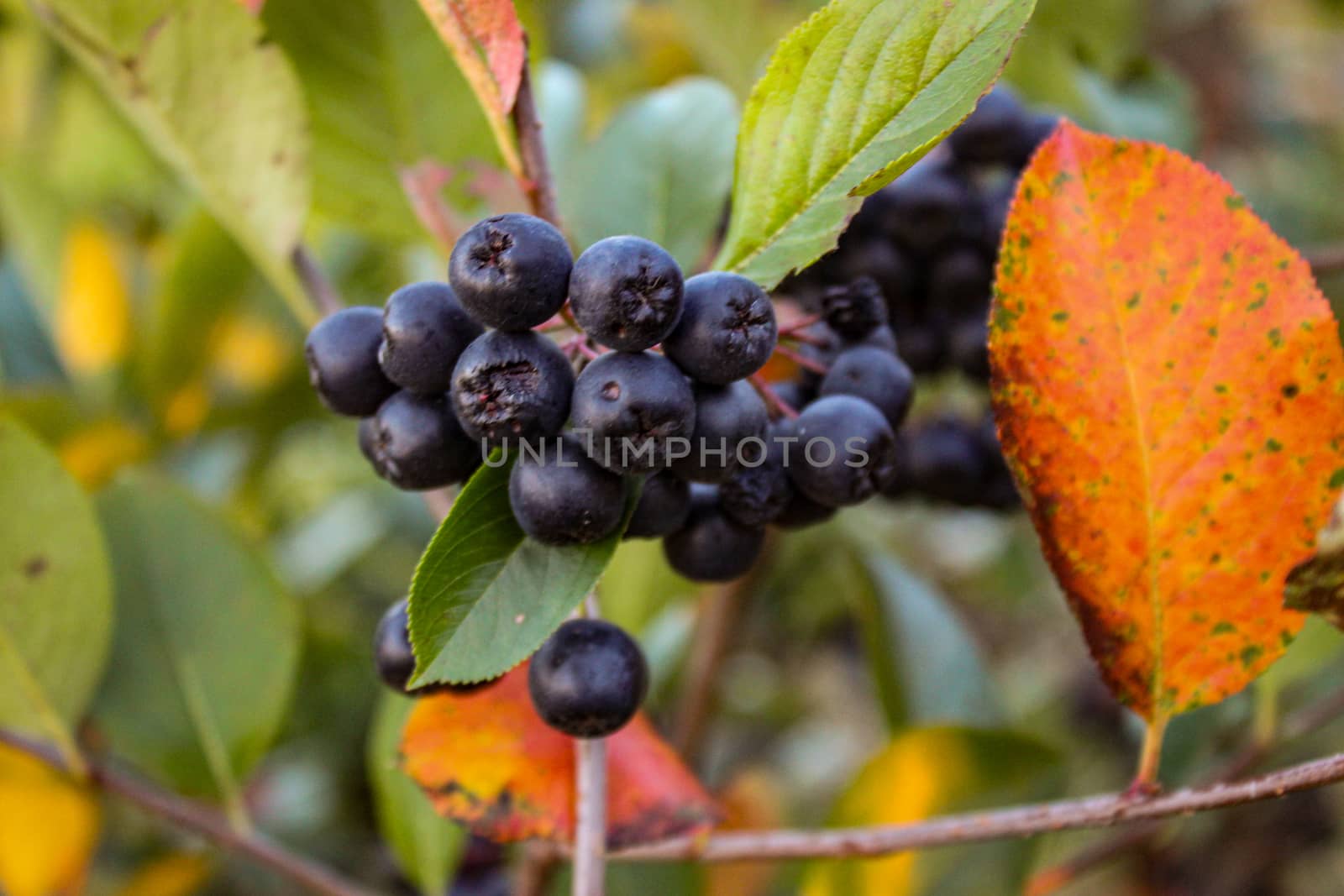 A bunch of chokeberry berries on a branch. With a leaf around the berries. by mahirrov