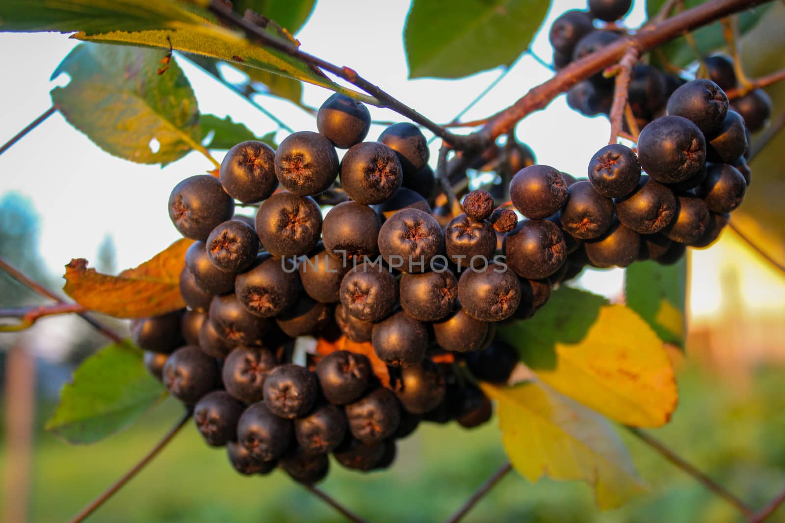 A large group of chokeberry berries on a branch. Aronia berries. Zavidovici, Bosnia and Herzegovina.