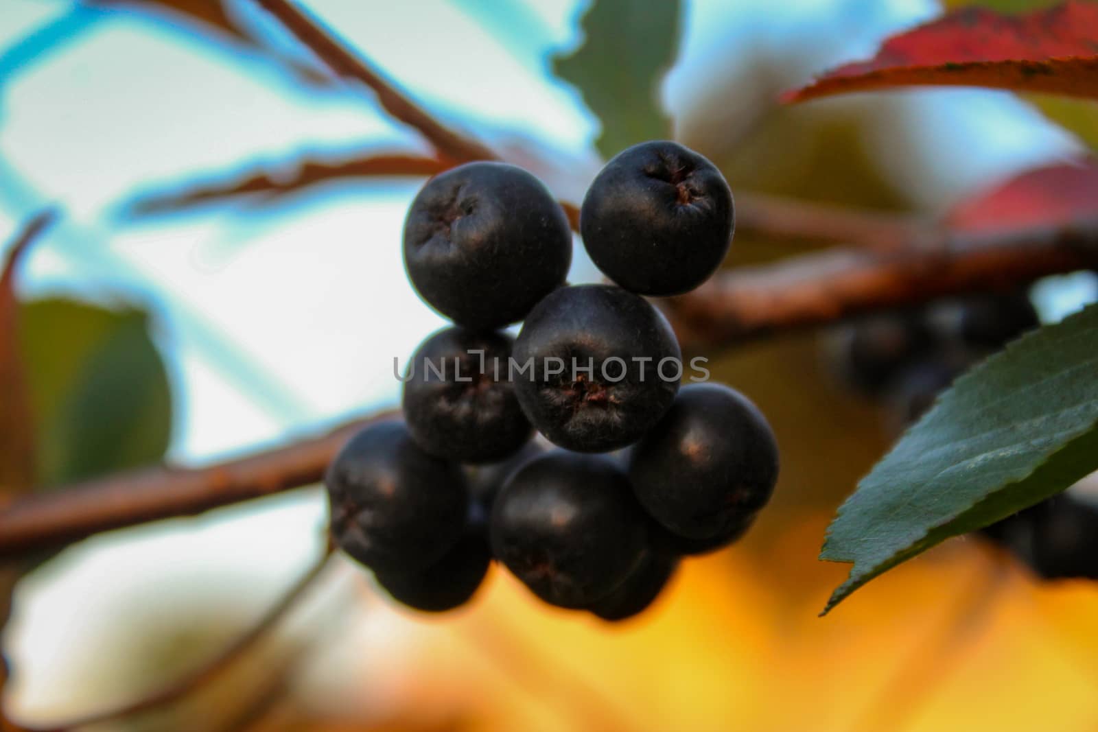 A group of chokeberries on a branch. Aronia berries. Zavidovici, Bosnia and Herzegovina.