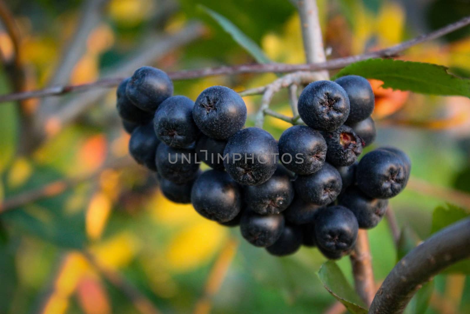 A group of chokeberries on a branch. Aronia berries. by mahirrov