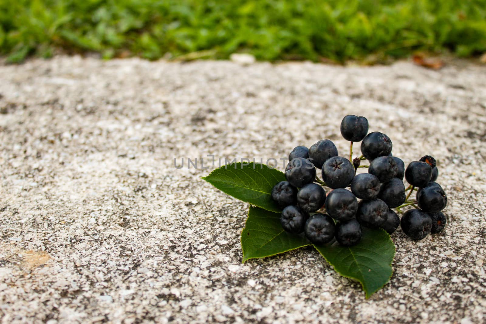 A group of chokeberry berries with three leaves on the concrete. Aronia berries. Zavidovici, Bosnia and Herzegovina.