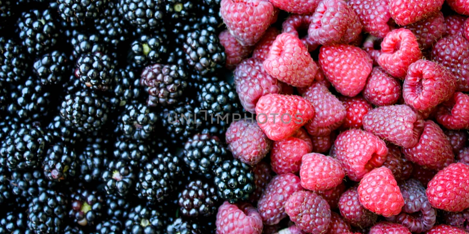 Banner. Top view. Full frame of blackberries and raspberries. Zavidovici, Bosnia and Herzegovina.