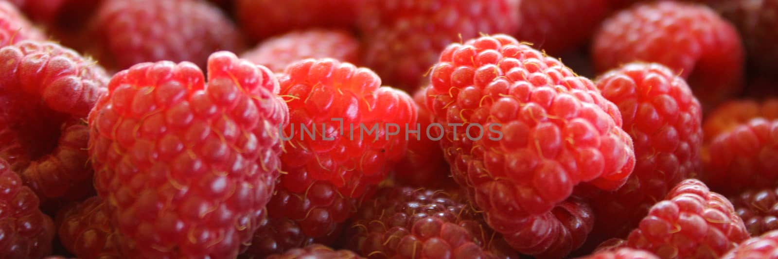 Banner of raspberries. Close up of raspberries. by mahirrov