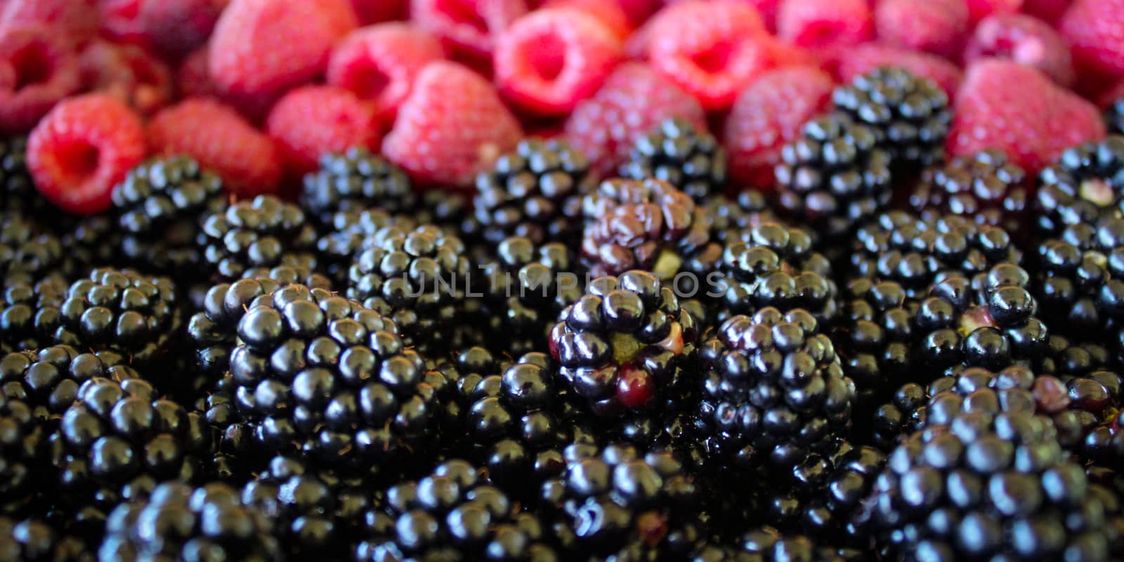 Banner. Close up of blackberries and raspberries in the background. by mahirrov