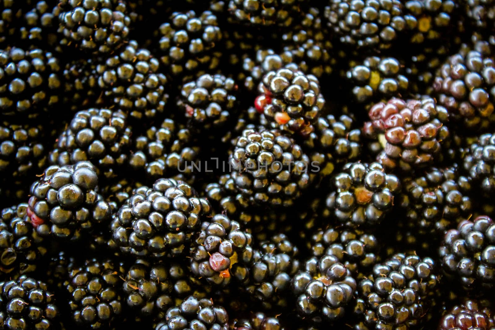 Full frame shot of the blackberries. Zavidovici, Bosnia and Herzegovina.