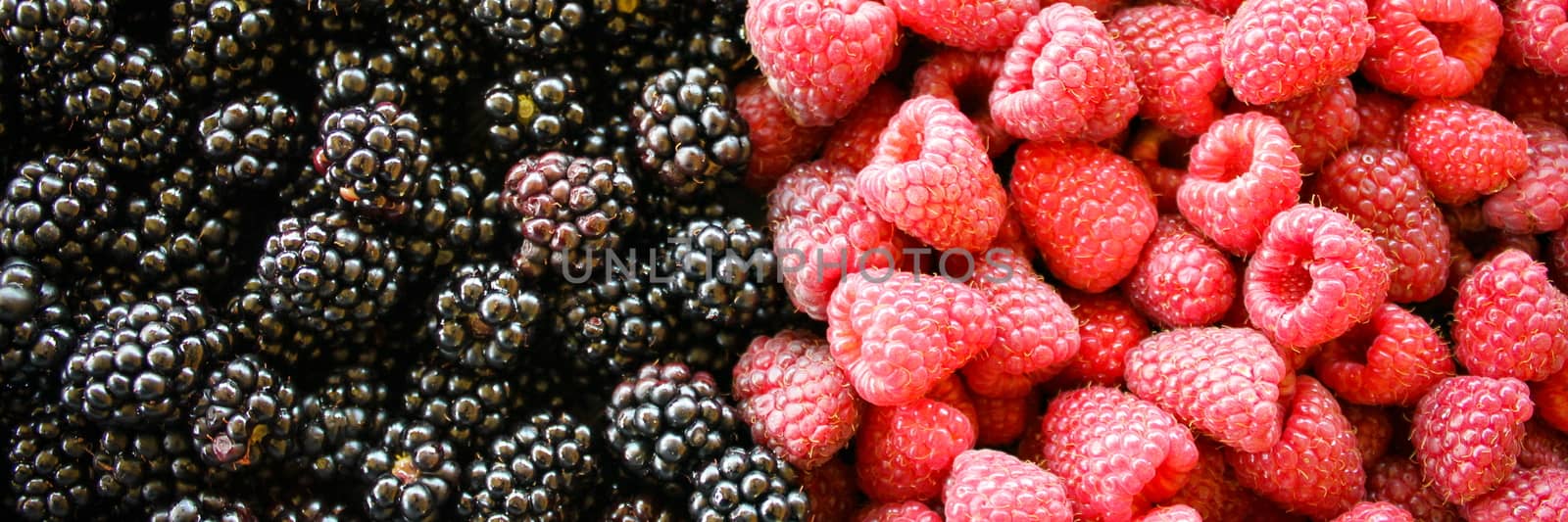 Banner of the blackberries and raspberries. Left side of blackberries, and right side raspberries. by mahirrov