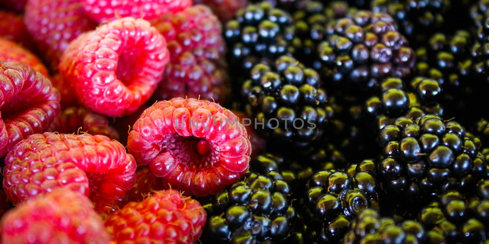 Raspberries and blackberries. Banner. Close up. Macro. by mahirrov