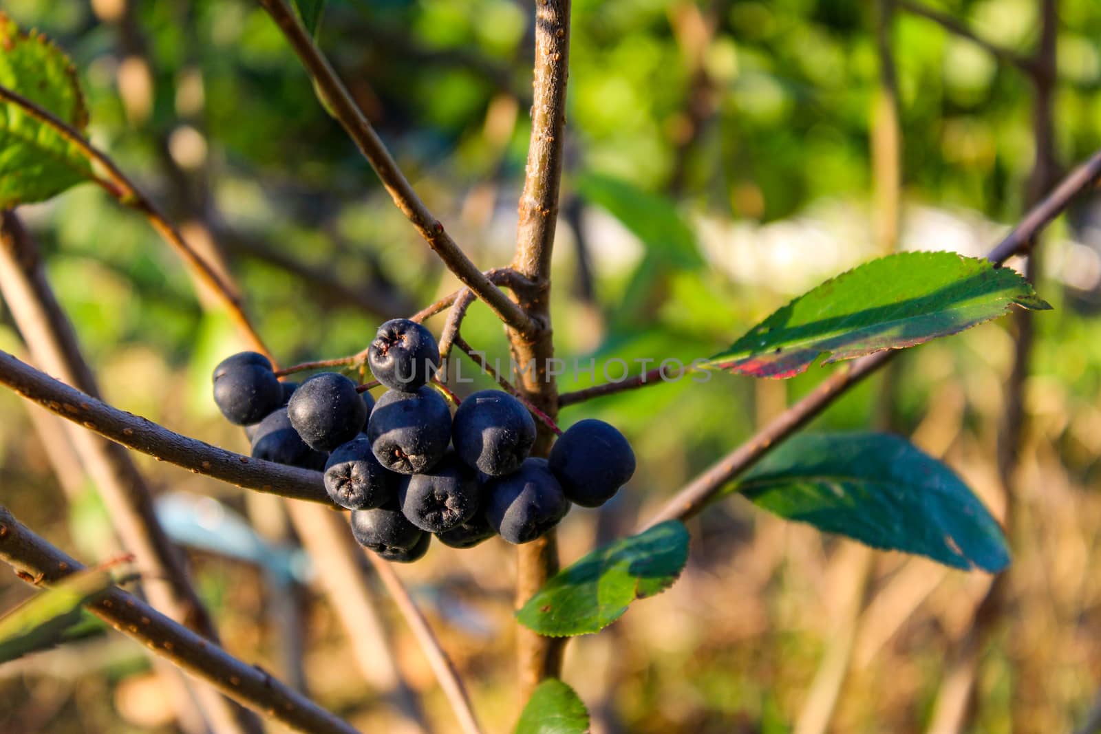 A group of chokeberries on a branch. Aronia berries. Zavidovici, Bosnia and Herzegovina.