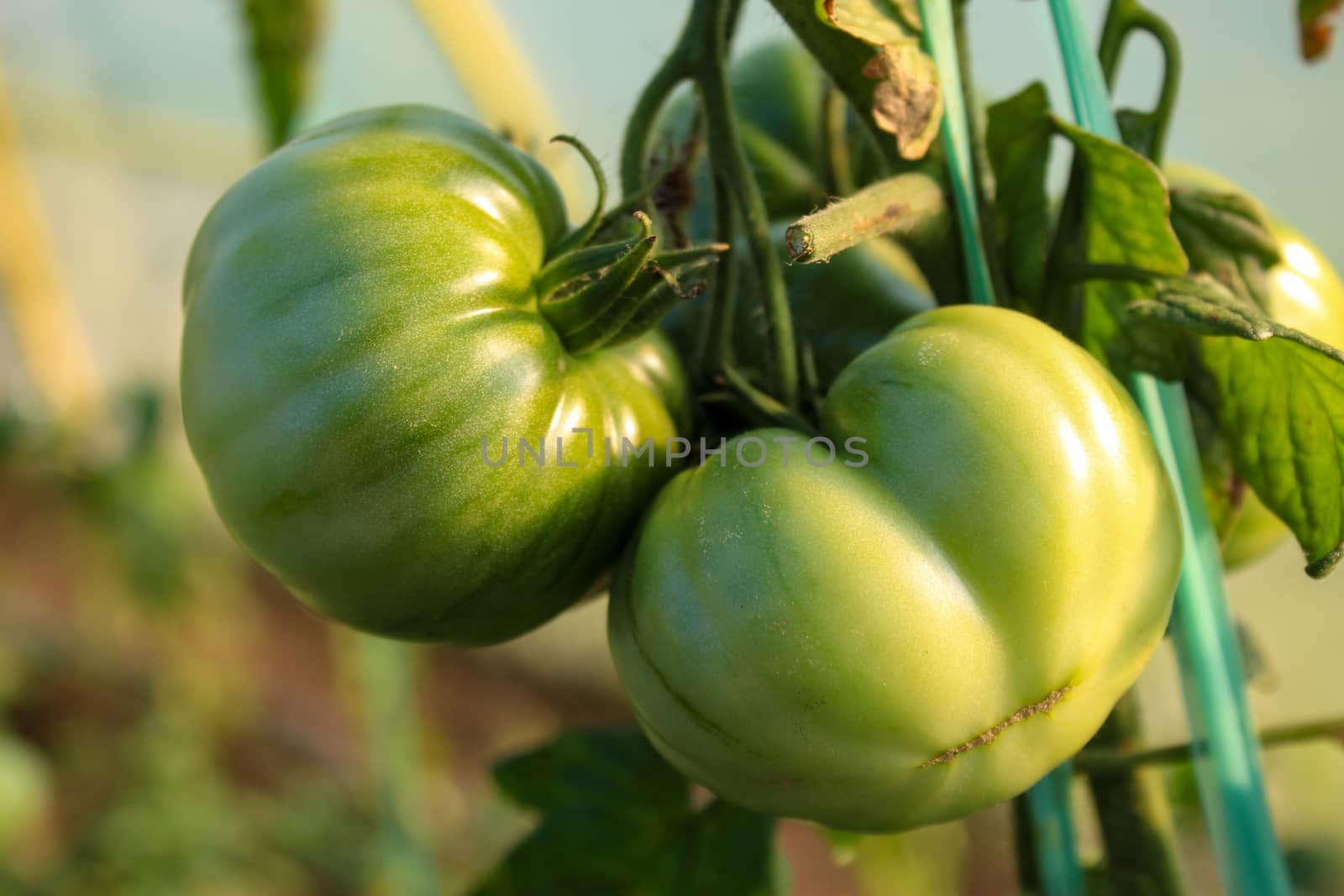 Two large unripe green tomatoes on the vine. by mahirrov