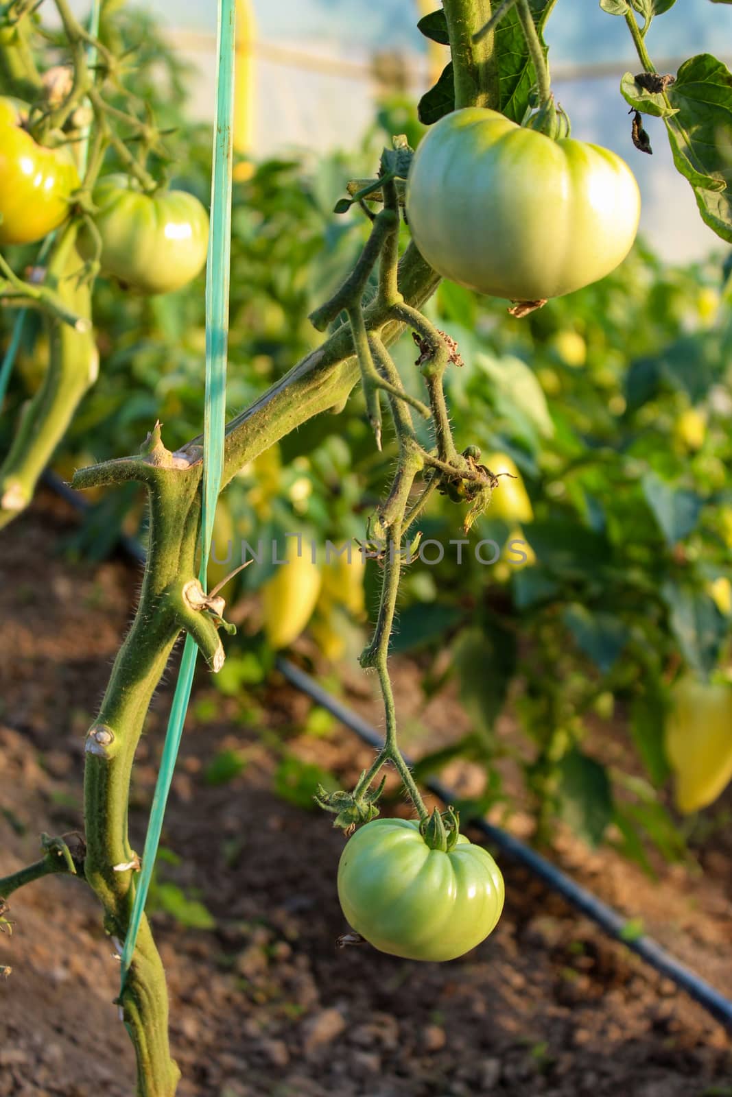 Two large immature green tomatoes on the plant. by mahirrov