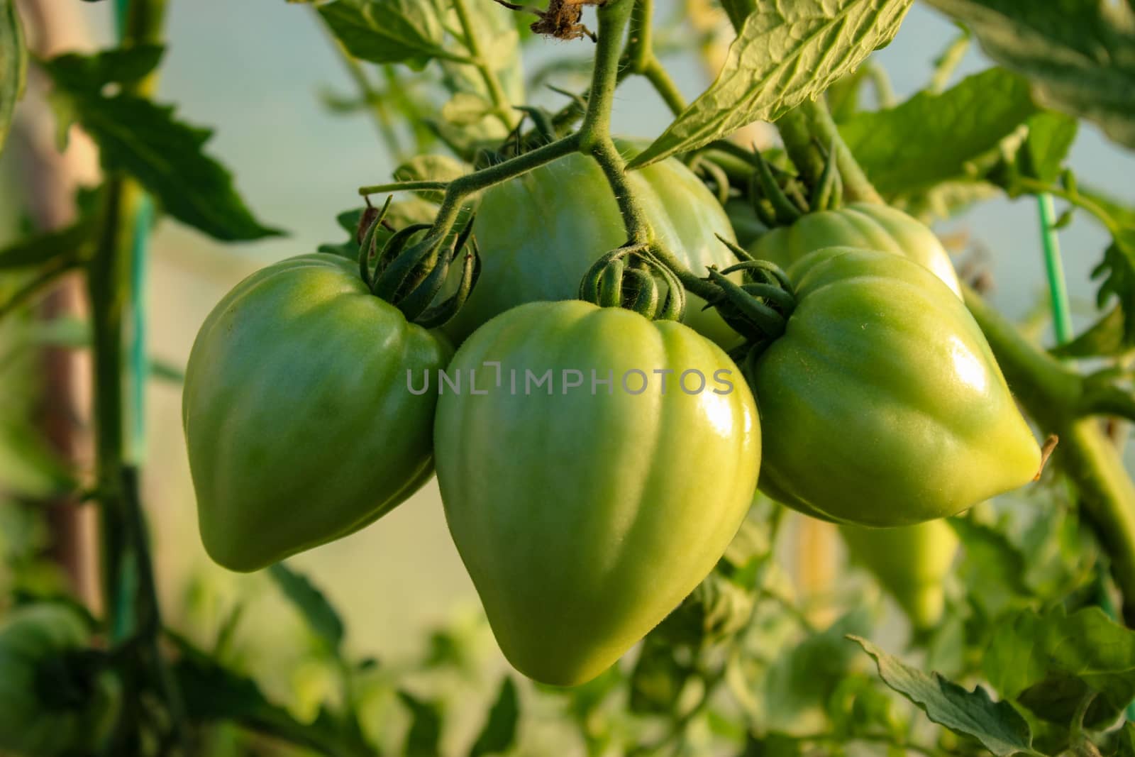 A group of large unripe green tomatoes on a plant. Green tomatoes in a greenhouse. by mahirrov