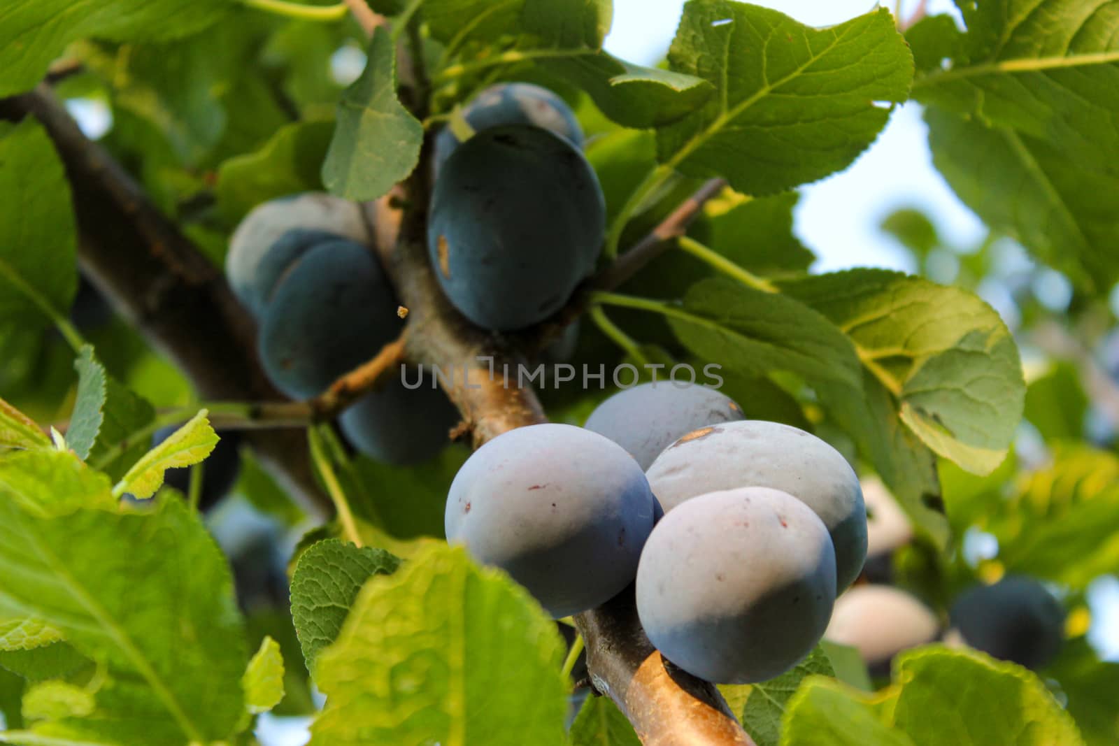 Ripe plums among the leaves on the branch. by mahirrov