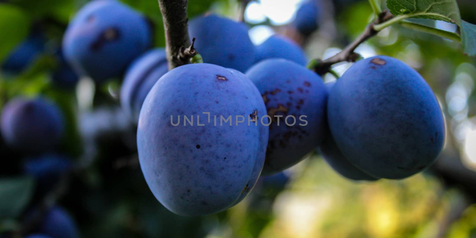 Banner. A group of large round plums on a branch. Plum orchard. Ripe blue plums on a branch. Zavidovići, Bosnia and Herzegovina.