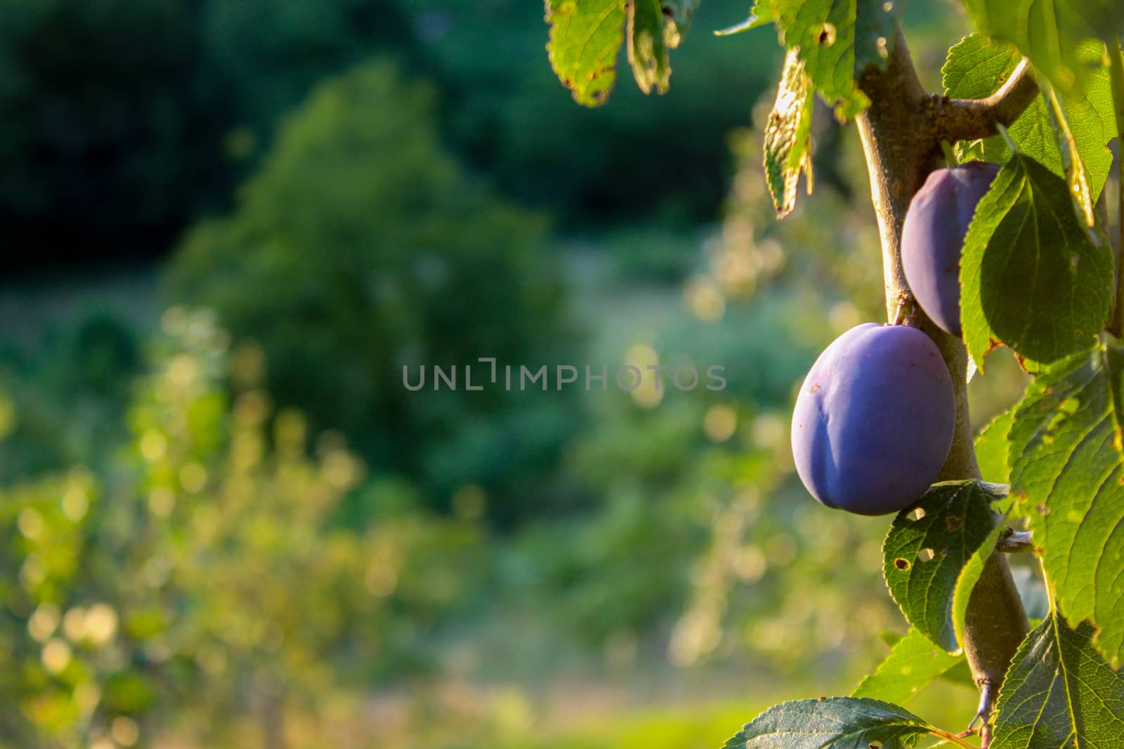 Plums on a branch with leaves in a plum orchard. Ripe plums. Copy text. by mahirrov