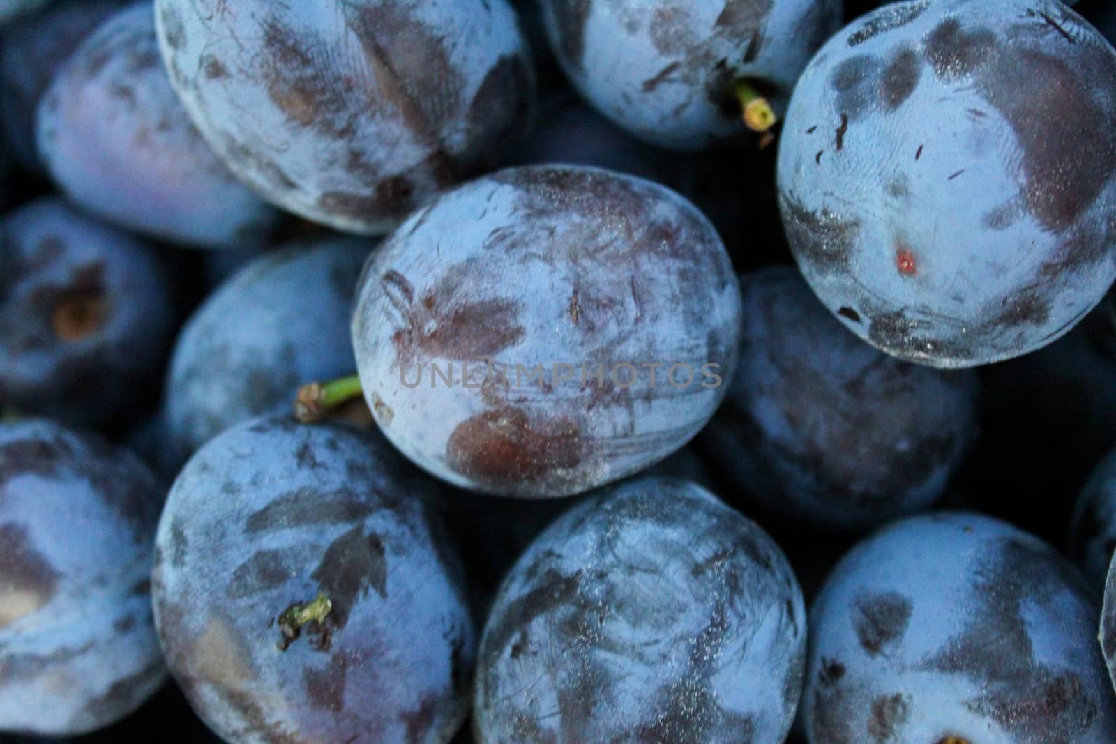 Full frame of fresh ripe plums as a background. Zavidovici, Bosnia and Herzegovina.