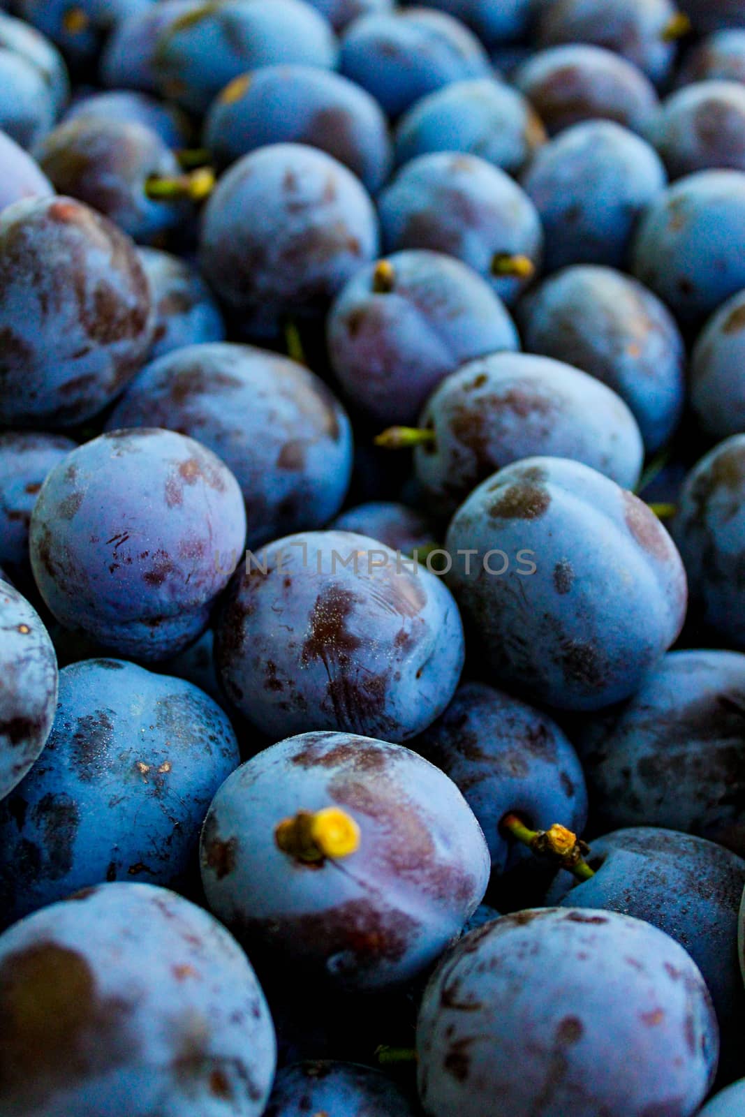 Bunch of fresh ripe plums. Zavidovici, Bosnia and Herzegovina.