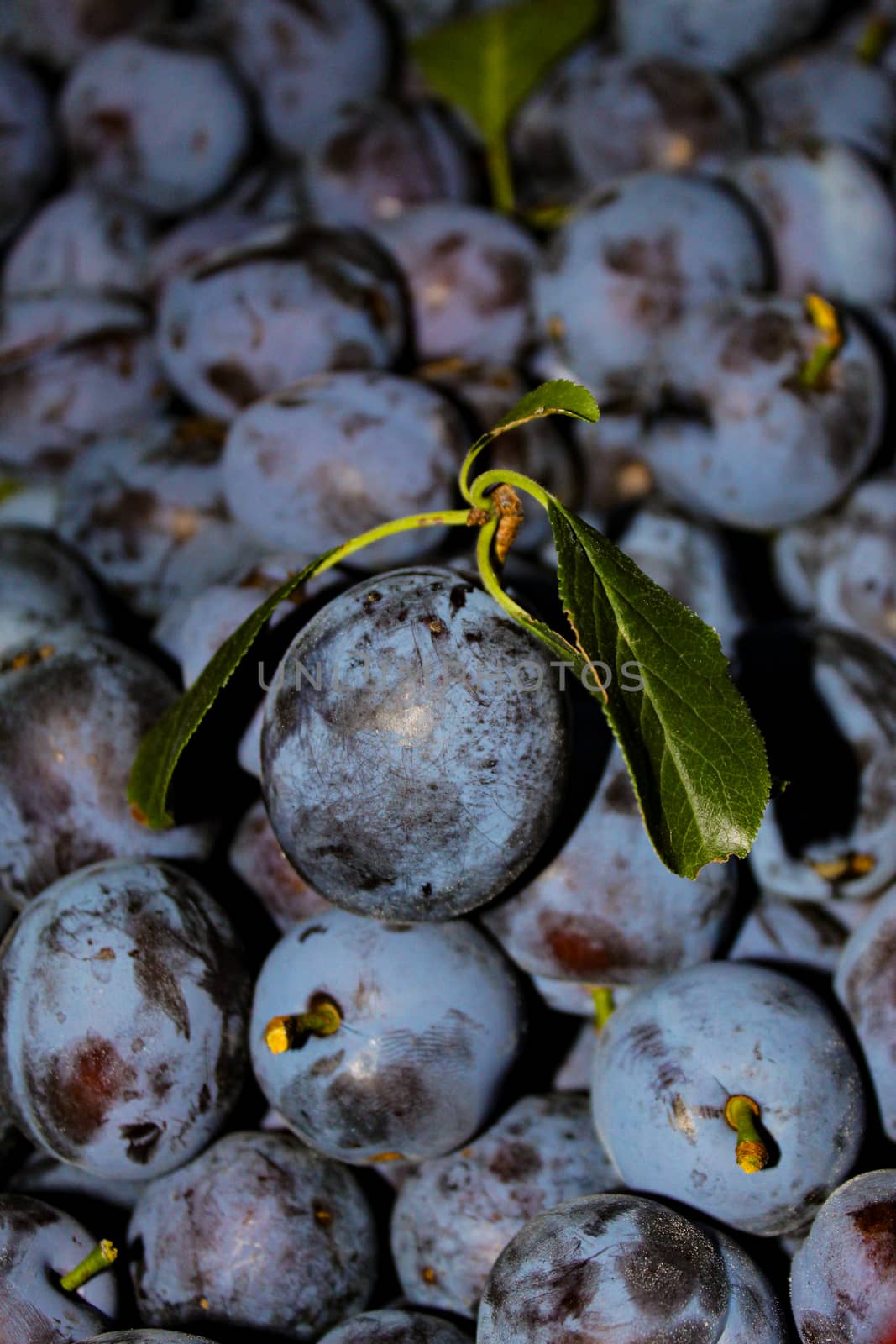 In focus one plum with leaves. Lots of ripe plums in the background. Zavidovici, Bosnia and Herzegovina.