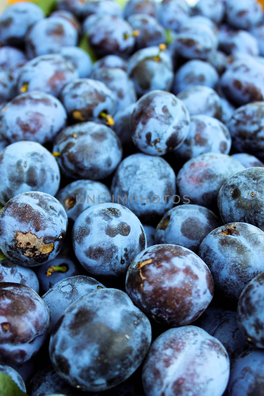 Vertical shot of blue plums. Fruits of prunus domestica. Zavidovici, Bosnia and Herzegovina.