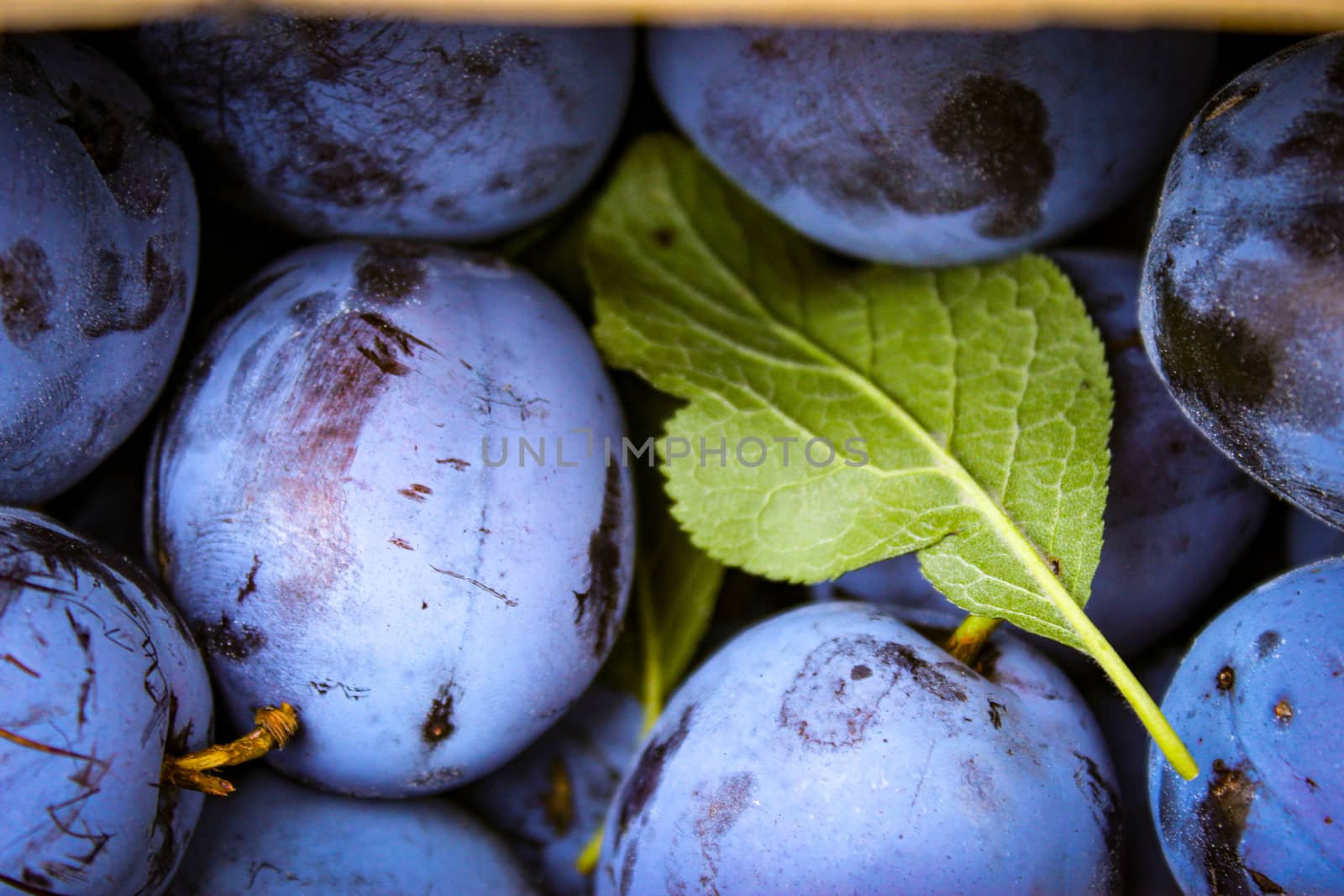 Close up of plum fruits with green leaves. Fruits of prunus domestica, plums. by mahirrov