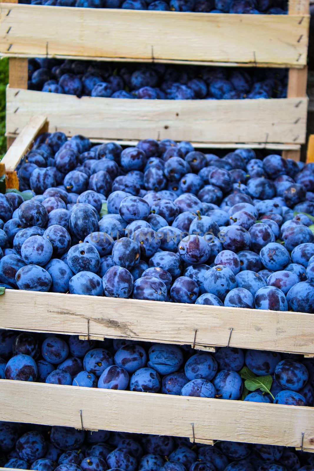 Lots of plums in the crates. Vertical shot of plums in wooden crates. by mahirrov