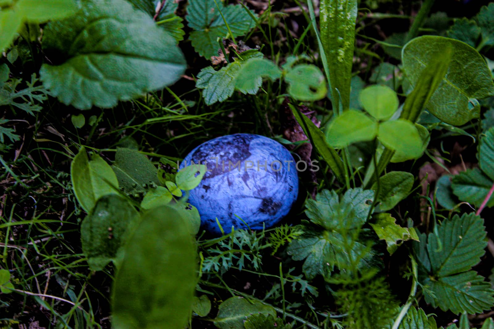 One plum in the grass. Plum among the grass in focus. Zavidovici, Bosnia and Herzegovina.