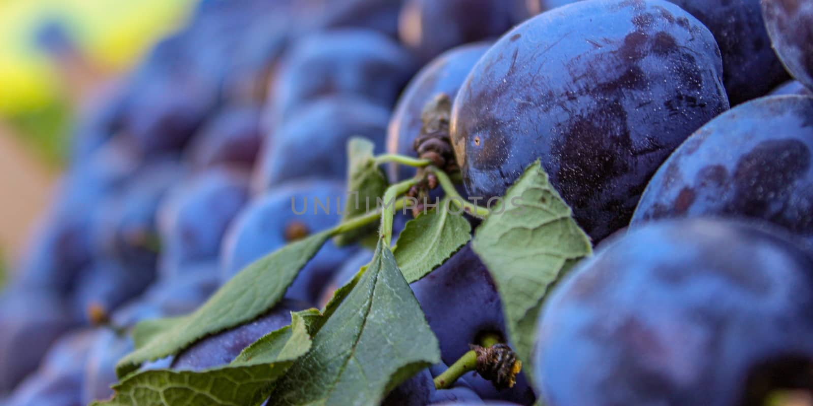 Banner. Plums in a wooden crate on display for sale on the market. by mahirrov